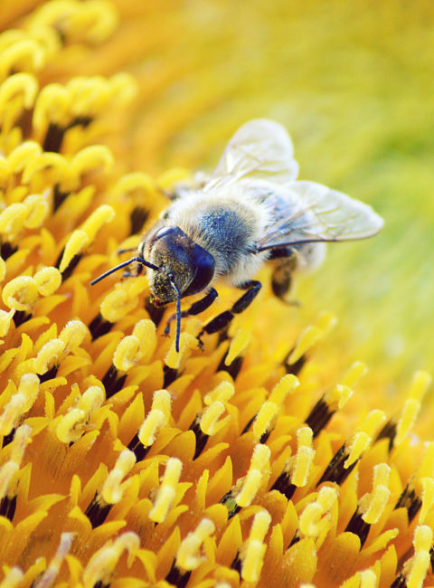 Le nostre amiche api Saving Bees
