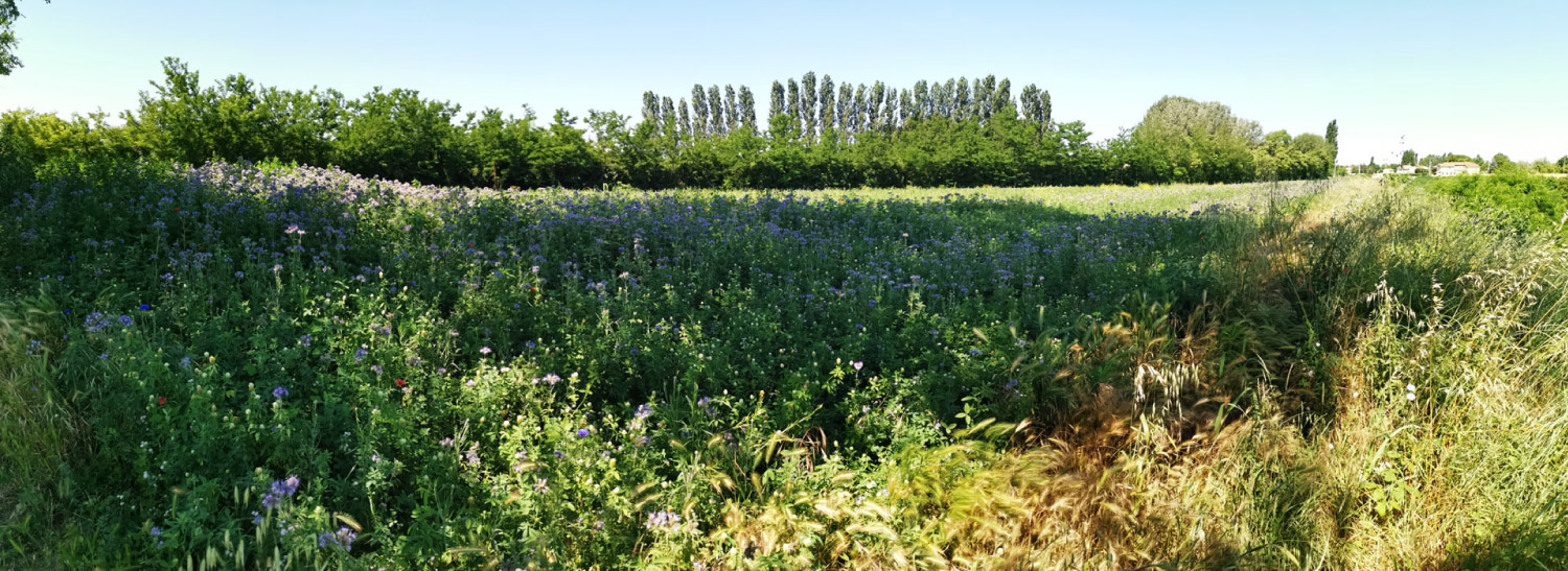 oasi apistica saving bees