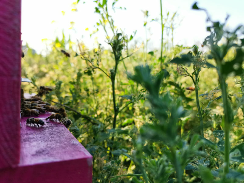 oasi apistica saving bees salvaguardia api