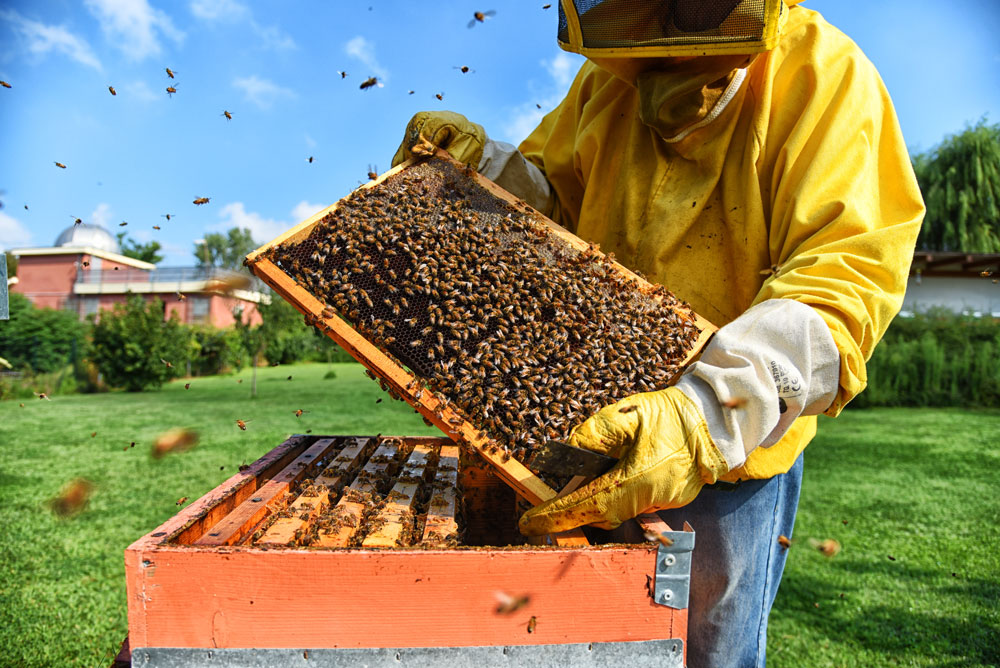 saving bees adotta arnia
